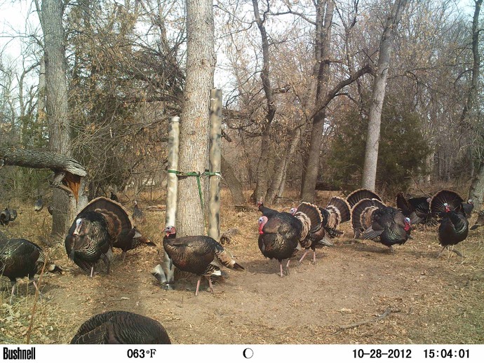 Nebraska South Dakota Merriam Turkey Hunting